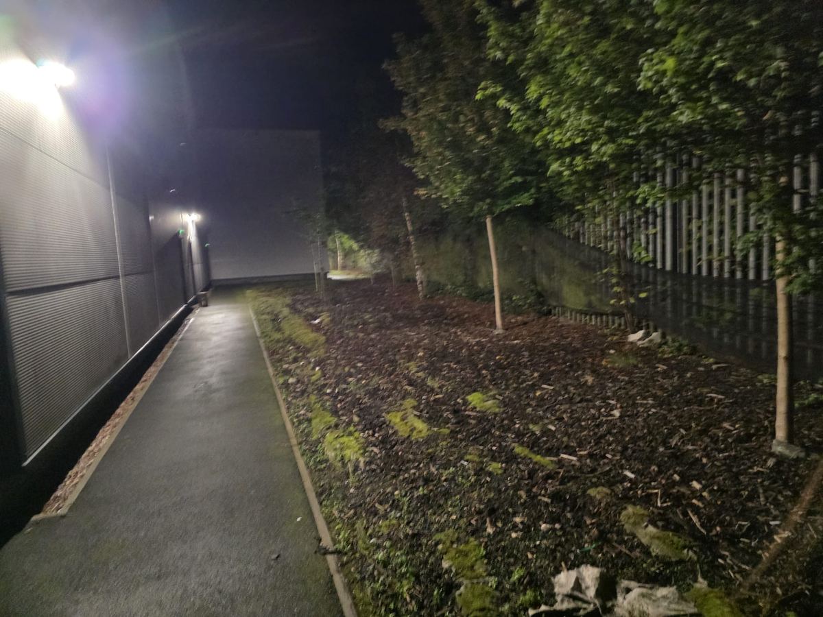 Roadside Verge After Dark