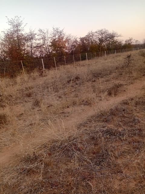 Dry Grass Verge