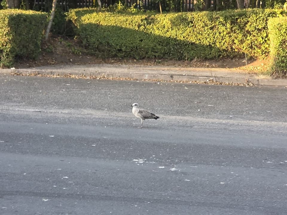 Herring Gull on the Tarmac 1