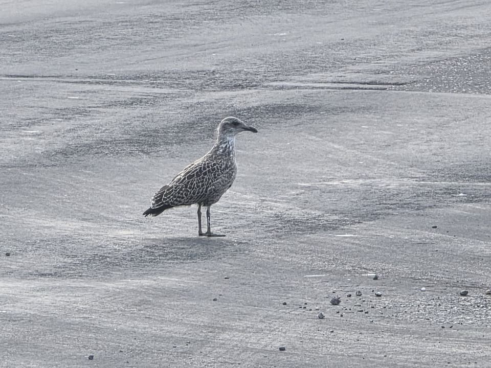 Herring Gull on the Tarmac 3
