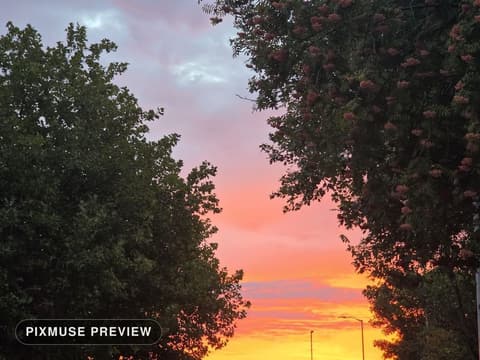Burning Sunset Through Trees 1