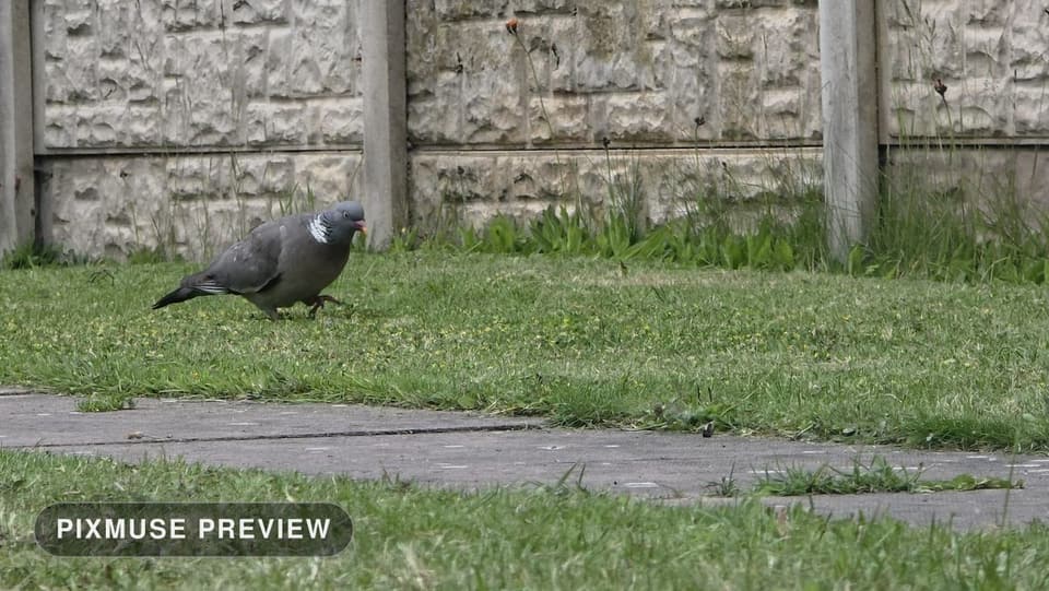 Wood Pigeon on the Lawn 1