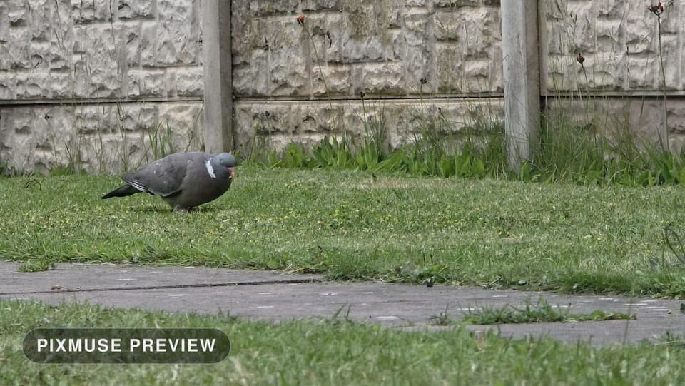 Wood Pigeon on the Lawn 3