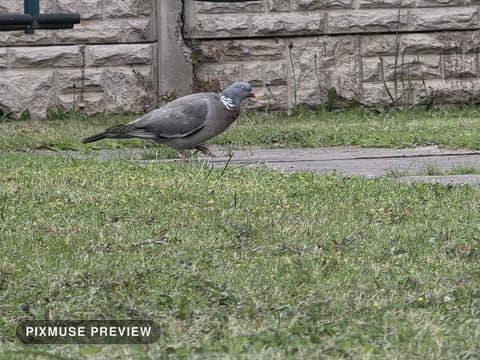 Wood Pigeon on the Lawn 4