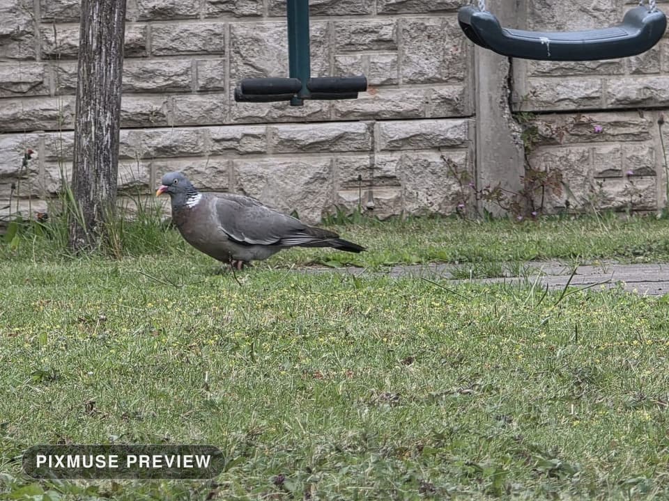 Wood Pigeon on the Lawn 5