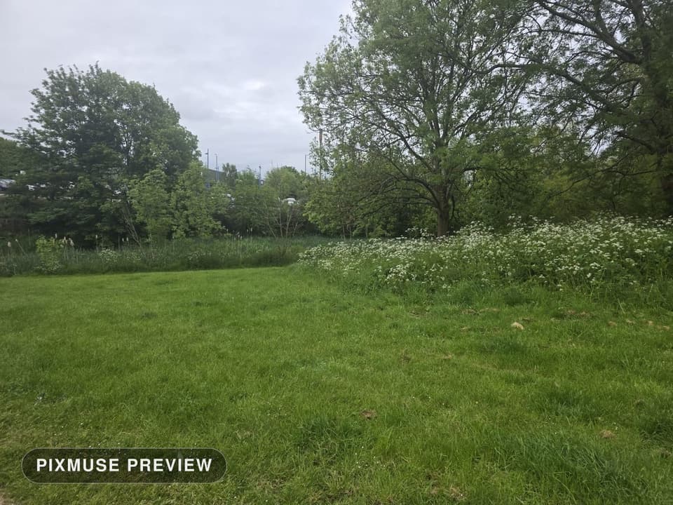 Spring Meadow and Cow Parsley 6