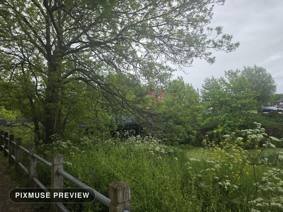 Spring Meadow and Cow Parsley 7