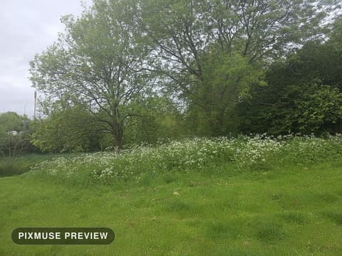 Spring Meadow and Cow Parsley 8