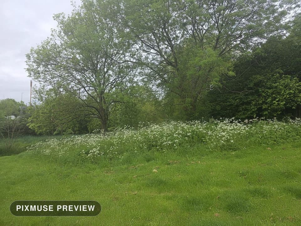 Spring Meadow and Cow Parsley 8