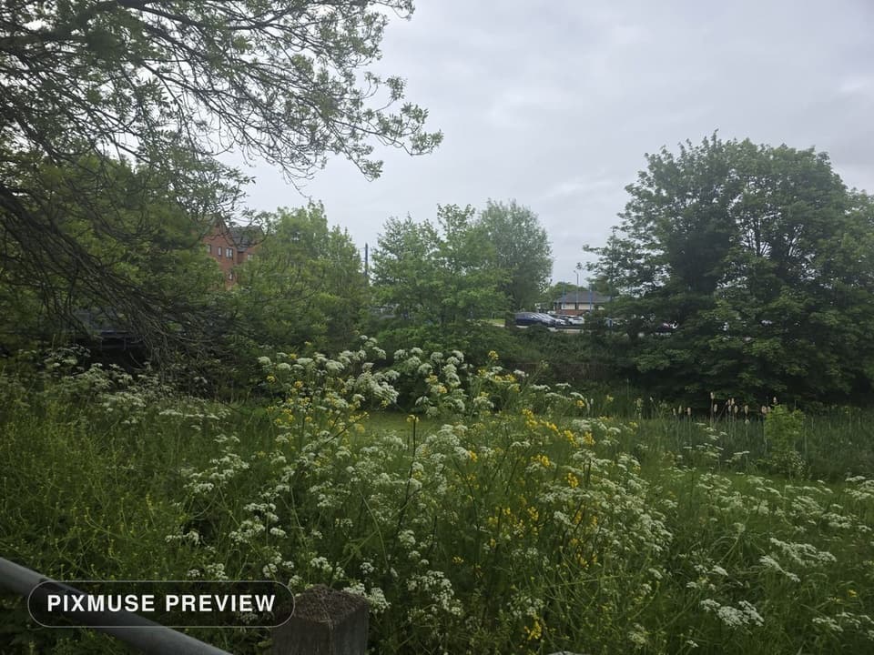 Spring Meadow and Cow Parsley 9