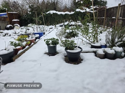 Snow on the Vegetable Beds 1