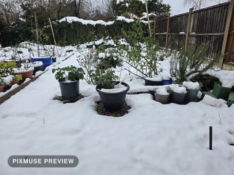 Snow on the Vegetable Beds 3