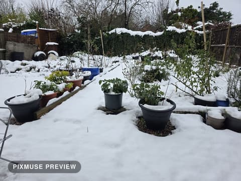 Snow on the Vegetable Beds 5