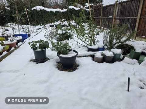 Snow on the Vegetable Beds 6