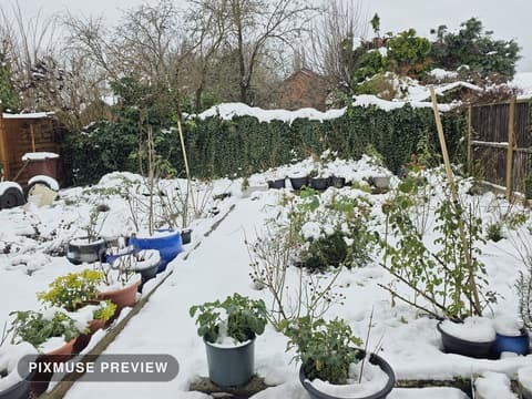 Snow on the Vegetable Beds 7