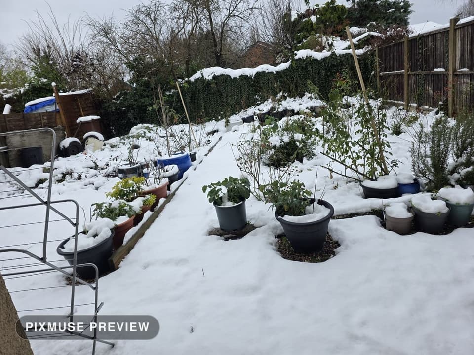 Snow on the Vegetable Beds 8